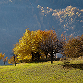 property of Fabio Reale